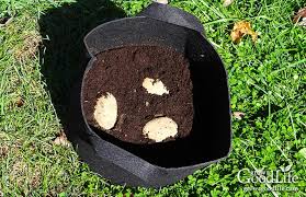 Depending on the size and height of your grow bag, you could plant four seed potatoes toward the bottom, cover it with a few inches of more compost, plant some more and repeat until you have multiple tubers planted. How To Grow Potatoes In Containers
