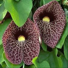 Image result for Aristolochia