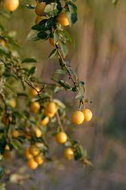 Mirabelka Damson Amarillo Arbol Ciruela Jardin Fructificacion Para Dar Fruto Fruta Planta Pxfuel