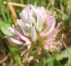 Image result for Trifolium isthmocarpum