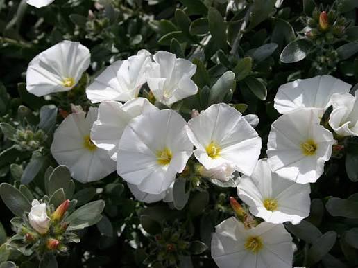 Find plants - Bush Morning Glory