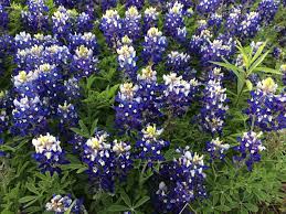 Hours may change under current circumstances Becks Flowers Midland Tx Review At En Lp Diamonds Net