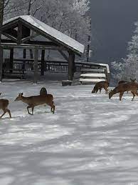 Thank you beech mountain bourbon society. Entrance Picture Of Beech Alpen Inn Beech Mountain Tripadvisor