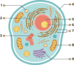 Check spelling or type a new query. Perhatikan Gambar Sel Hewan Di Bawah Ini Prose