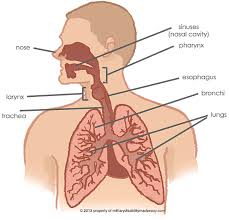 Morphological classification of respiratory disease. The Respiratory System Military Disability Made Easy
