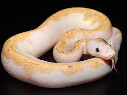 Super Fire Morph List World Of Ball Pythons Ball Python Ball Python Morphs Python