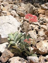 Image result for Crassula perfoliata
