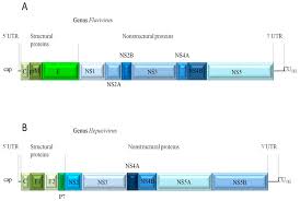 Leong ong on wn network delivers the latest videos and editable pages for news & events, including entertainment, music, sports, science and more, sign up and share your playlists. Ijms Free Full Text Potential For Protein Kinase Pharmacological Regulation In Flaviviridae Infections Html