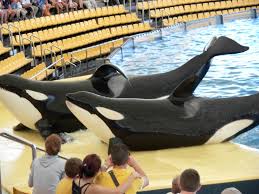 Resultado de imagen de imagenes de loro parque