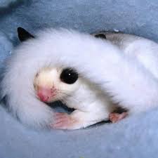 Welcome To Silver Knight Sugar Gliders Sugar Glider Sugar Glider Baby Sugar Glider Pet