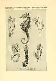 A Naturalist At The Seashore Ocean Print Horse Tattoo Scientific Illustration