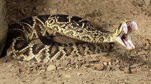 6 Most Dangerous Snakes In Georgia