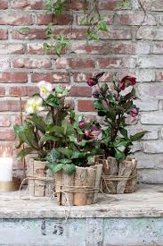 Blumen Im Garten Mitten Im Winter Ja Mit Helleborus Helleborus Ist Eine Mehrjahrige Staude Die Im Winter Bluht Stell Christr Gartencenter Pflanzen Garten