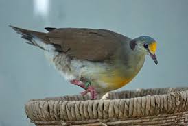 The Sulawesi Ground Dove Or Yellow Breasted Ground Dove Gallicolumba Tristigmata Is Endemic To Indonesia And Is Found In Beautiful Birds Colorful Birds Birds