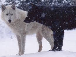 Keiko nobumoto was the writer and story editor , while toshihiro kawamoto created the character designs. Black Wolf And White Wolf Anime Love Black Wolf And White Wolf Love