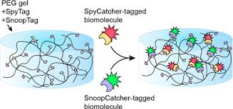 They're not great for traction, and slip a lot when you first hit the gas. Asap Chemically Orthogonal Protein Ligation Domains For Independent Control Of Hydrogel Modification With Adhesive Ligands And Growth Factors Researcher An App For Academics
