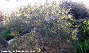 Image result for Calpurnia aurea