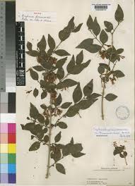 Image result for Englerina subquadrangularis