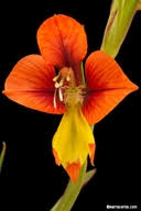 Image result for Gladiolus crassifolius