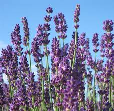 Feb 05, 2019 · if you've had bad luck in the past and don't want to risk the trauma of losing your lavender again, or if you live in hardiness zone 3 or below (bless your frozen heart), or you can't be bothered to knit your lavender little sweaters each winter to keep them warm, you can always plant your lavender in containers and move the plants into a. The Best French English Lavender Varieties To Grow In Zone 5 Dengarden