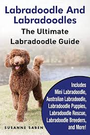 Answer the quiz to view suitable australian cobberdog type of australian labradoodle puppies for sale or join our waiting list for a future litter. Labradoodle And Labradoodles The Ultimate Labradoodle Guide Includes Mini Labradoodle Australian Labradoodle Labradoodle Puppies Labradoodle Rescue Labradoodle Breeders And More Buy Online In Paraguay At Desertcart Com Py Productid 45040484