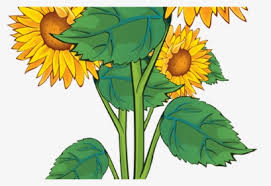 Oct 10, 2016 · bunga matahari jenis earth walker merupakan jenis bunga matahari yang cukup berbeda dari segi warna. Transparent Sunflower Clipart Png Border Bunga Matahari Png Download Transparent Png Image Pngitem