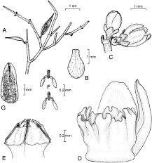 Image result for Schizostephanus alatus