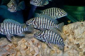 Lobochilotes Labiatus Cichlids Lake Tanganyika Freshwater Fish