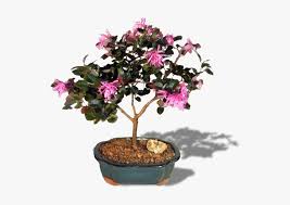 The tree is presented in a glazed scalloped bonsai pot. Flowering Bonsai Tree Chinese Sweet Plum Flower Hd Png Download Transparent Png Image Pngitem