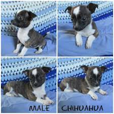 This means that every austin maltipoo puppy for sale has one poodle parent and one maltese parent. Maltipoo Pets And Animals For Sale Austin Tx