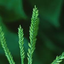 Image result for Eleusine