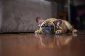 Jul 29, 2020 · vomiting. How To Spot A Sick Puppy Illness Warning Signs To Watch For In Puppies