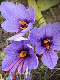 Image result for crocus flower pic