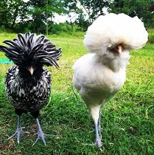 If a cluckshroom was under direct sunlight, it ran around wildly until it was out of the sun. The Soul Is Bone Polish Are Ornamental Chickens That Have Been Huhner