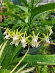 Image result for hoya multiflora