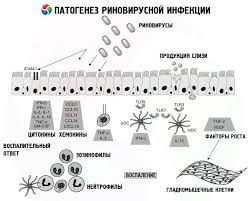 These symptoms may be accompanied by headache, muscle ache, muscle weakness, malaise and loss of. Rhinovirus Struktur Symptome Und Behandlung Kompetent Uber Gesundheit Auf Ilive