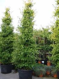 Ginkgo Biloba Fastigiata Blagon Ginkgo Madchenhaarbaum Gartenpflanzen Pflanzen Ginkgo