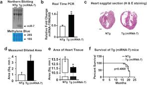 Only panel physicians approved by immigration, refugees and citizenship canada can do this exam. Cardiac Overexpression Of Microrna 7 Is Associated With Adverse Cardiac Remodeling Biorxiv