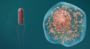 Eukaryotic cells may contain anywhere from one to several thousand mitochondria, depending on the cell's level of energy consumption. The Structure Of Prokaryotic And Eukaryotic Cells 3d Scene Mozaik Digital Education And Learning