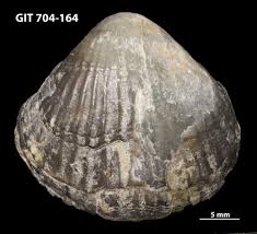 Image result for Pentas schumanniana