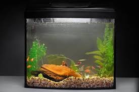 Best Nano Fish For Small Aquariums In 2020 Small Fish Tanks Best Aquarium Filter Aquarium Filter