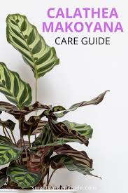 Guide To Calathea Makoyana Care The Wonderfully Beautiful Foliage Of The Peacock Plant Calathea Makoyana Plant Care Houseplant Peacock Plant Calathea Plant