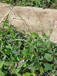 Image result for Desmodium tortuosum