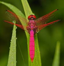 Black Book Winds Of Change Bug Img 0163 Crimson Dropwing Male Dragonfly Beautiful Bugs Damselfly