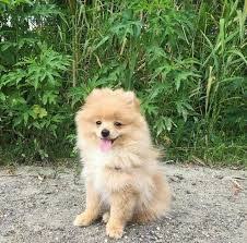 Pin By Shea Kramer On Logan Paul Super Cute Animals Cute Animals Dogs