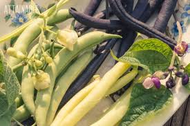 Growing Green Beans In Your Home Garden Attainable Sustainable