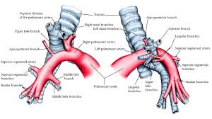 Anatomy Of The Pulmonary And Bronchial Circulation Deranged Physiology