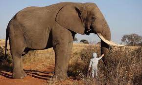 Many of us have seen them in zoos, and some of us have even been lucky enough to catch a glimpse of them in their natural habitats. 4 Year Old Walks Up To 6 Ton African Elephant Was It Safe