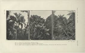 Image result for Kyllinga robinsoniana