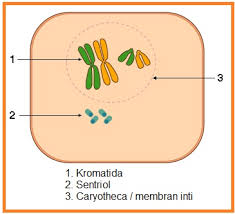 Bahkan, sebelum terbentuk calon anak di dalam rahim, mekanisme ini sudah dimulai. Biologi Gonzaga Skema Mitosis